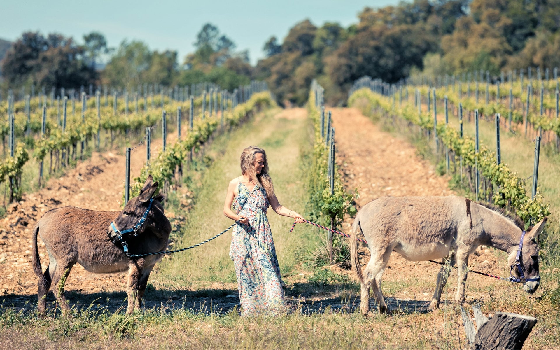 Domaine Sainte Marie