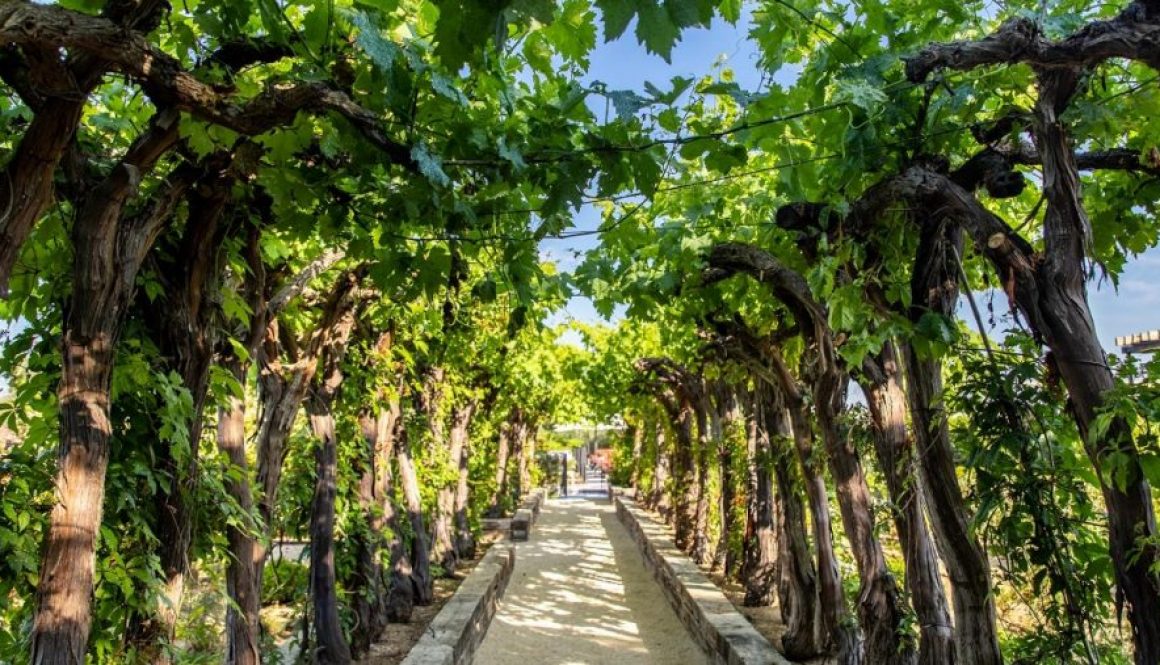 Ultimate Provence