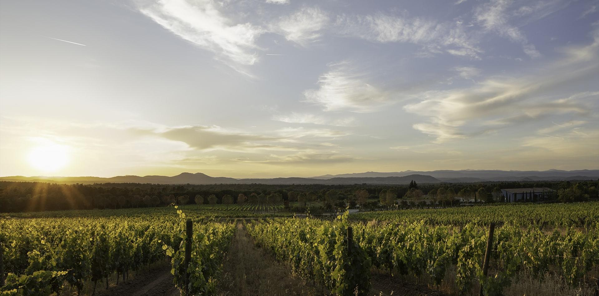 Ultimate Provence